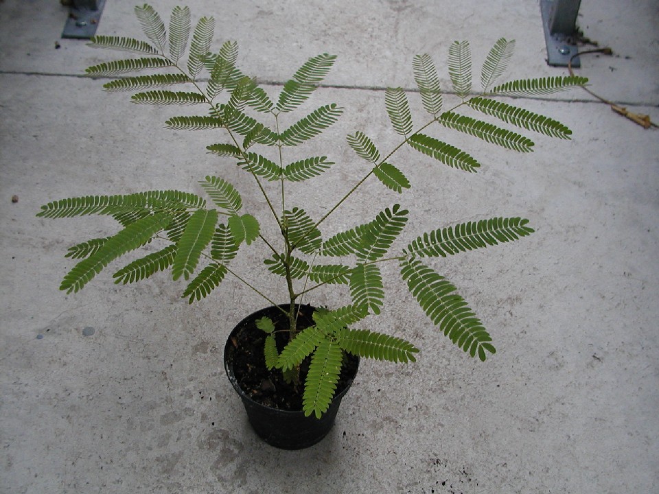 Albizia julibrissin - Seidenbaum 20cm - BIO